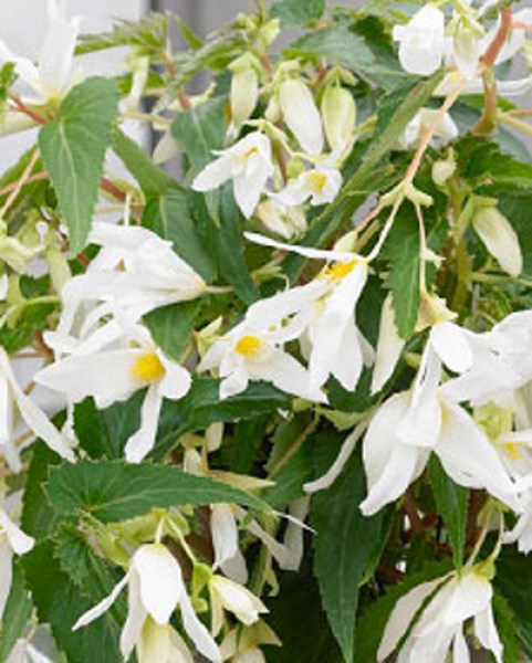 Begonia Santa Barbara